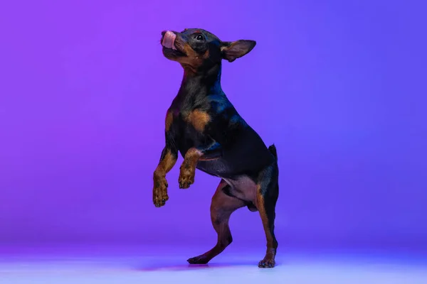 Un petit chien, chiot de chien Zwergpinscher posant isolé sur fond bleu au néon. Concept de beauté, mouvement, animaux de compagnie amour, vie animale, mode. — Photo