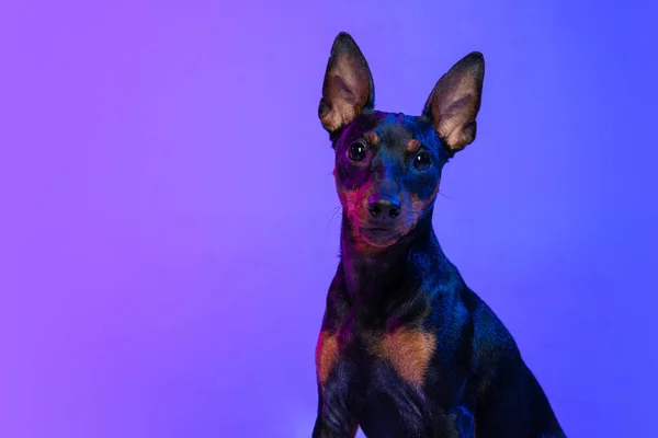 一只小狗，Zwergpinscher犬的小狗，在霓虹灯下，在蓝色背景下显得孤立无援。美,运动,宠物的爱,动物的生活,时尚的概念. — 图库照片