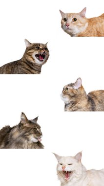Beş farklı safkan kedinin olduğu kolaj, beyaz stüdyo arka planında izole bir şekilde yatıyor.