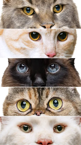 Collage met katten close-up muilkorf, ogen kijken aandachtig geïsoleerd over witte studio achtergrond — Stockfoto