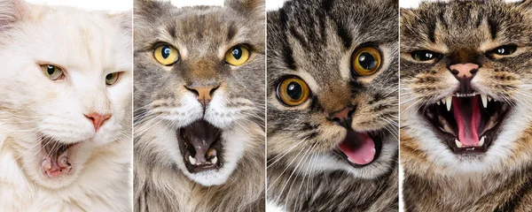 Collage met katten close-up muilkorf geeuwen of medue. Concept van beweging, schoonheid, rassen, huisdieren liefde, dier — Stockfoto