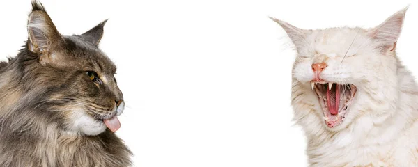 Volti ravvicinati di due adorabili gatti di razza pura isolati su uno sfondo bianco da studio. Concetto di animale domestico, veterinario, annunci — Foto Stock
