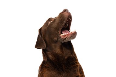 Yarım boy güzel köpek portresi, beyaz arka planda izole edilmiş çikolata rengi labrador. Hayvan, hayvan, veteriner, arkadaşlık kavramı