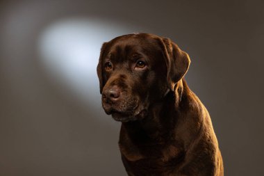 Yakın plan çikolatalı labrador, safkan köpek gri arka planda izole edilmiş poz veriyor. Hayvan, hayvan, veteriner, arkadaşlık kavramı