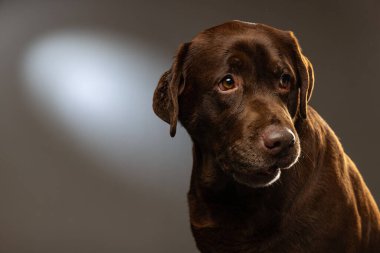 Yakın plan çikolatalı labrador, safkan köpek gri arka planda izole edilmiş poz veriyor. Hayvan, hayvan, veteriner, arkadaşlık kavramı