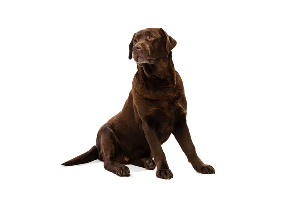 Студійний знімок лабрадора шоколадного кольору, чистокровна собака позує ізольовано на білому тлі. Концепція тварин, домашніх тварин, ветеринара, дружби — стокове фото