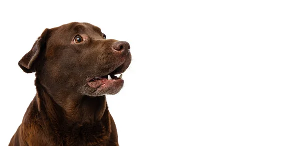 Närbild choklad färg labrador, renrasiga hund poserar isolerad på vit bakgrund. Begreppet djur, husdjur, veterinär, vänskap — Stockfoto