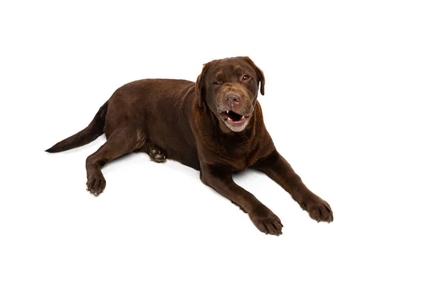 초콜릿 색 래브라도의 초상화, 하얀 배경에 고립된 바닥에 누워 있는 순종적 인 개. 동물, 애완 동물, 수의사, 우정의 개념 — 스톡 사진