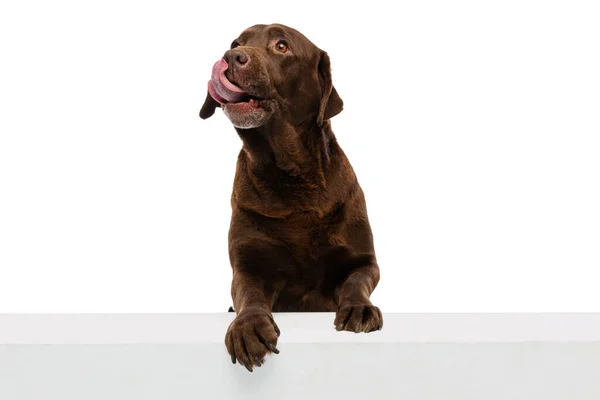 Студійний знімок лабрадора шоколадного кольору, чистокровна собака позує ізольовано на білому тлі. Концепція тварин, домашніх тварин, ветеринара, дружби — стокове фото