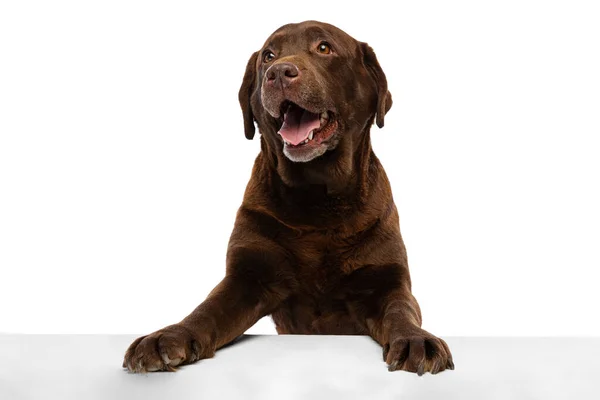 Крупним планом шоколадний лабрадор, чистокровна собака позує ізольовано на білому тлі. Концепція тварин, домашніх тварин, ветеринара, дружби — стокове фото
