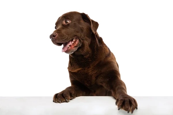 Напівдовгий портрет веселого собаки, лабрадор шоколадного кольору, що позує ізольовано на білому тлі. Концепція тварин, домашніх тварин, ветеринара, дружби — стокове фото