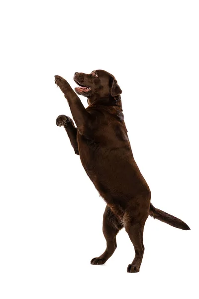 Studio shot of chocolate color labrador, purebred dog playing isolated on white background. Concept of animal, pets, vet, friendship — Stock Photo, Image