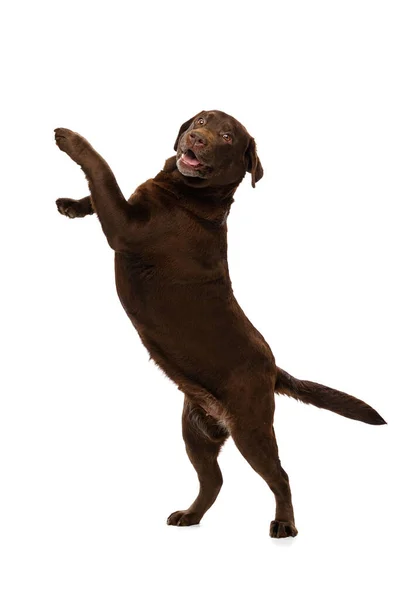 Студийный снимок лабрадора шоколадного цвета, чистокровная собака позирует изолированно на белом фоне. Концепция животных, домашних животных, ветеринар, дружба — стоковое фото