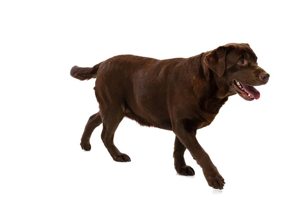 Studio shot of chocolate color labrador, purebred dog posing isolated on white background. Concept of animal, pets, vet, friendship — Stock Photo, Image