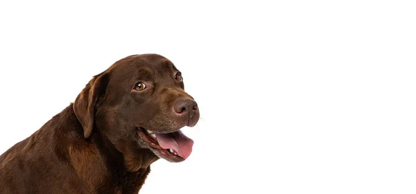 Primer plano labrador color chocolate, perro de raza pura posando aislado sobre fondo blanco. Concepto de animal, mascotas, veterinario, amistad —  Fotos de Stock
