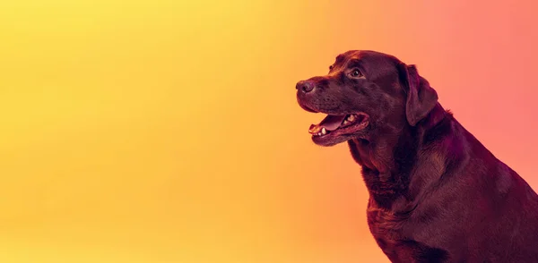 Profil kilátás gyönyörű csokoládé színű labrador, fajtiszta kutya pózol elszigetelt sárga háttér neon fény. Fogalom az állat, szépség, állatorvos — Stock Fotó