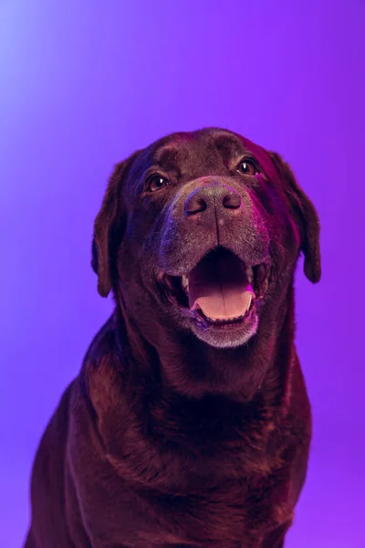 Un bel labrador color cioccolato, cane di razza pura posa isolato su sfondo viola in luce al neon. Concetto di animale, bellezza, veterinario — Foto Stock