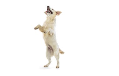 Büyük köpeğin dinamik portresi, beyaz arka planda izole edilmiş Golden retriever atlayışı. Hayvan, hayvan, veteriner, arkadaşlık kavramı