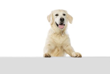 Yarım boy mutlu köpek portresi, beyaz arka planda izole edilmiş Golden retriever pozu. Hayvan, hayvan, veteriner, arkadaşlık kavramı