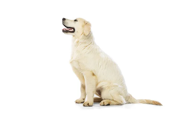 Hermoso golden retriever, perro de raza pura sentado en el suelo aislado sobre fondo blanco. Concepto de animal, mascotas, veterinario, amistad —  Fotos de Stock