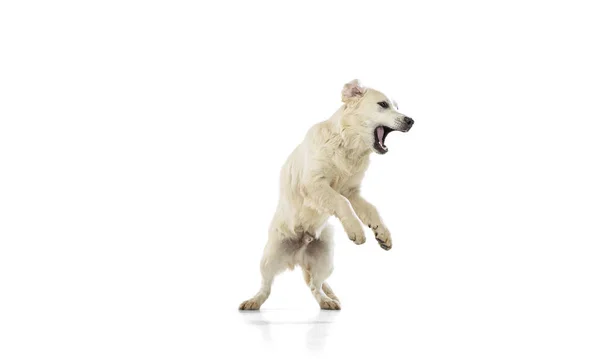 Dynamic portrait of big dog, golden retriever jumping isolated on white background. Concept of animal, pets, vet, friendship — Stock Photo, Image