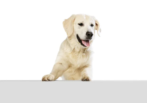 Retrato de medio cuerpo de perro feliz, golden retriever posando aislado sobre fondo blanco. Concepto de animal, mascotas, veterinario, amistad —  Fotos de Stock
