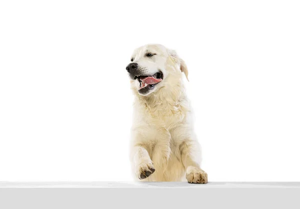 Half-length portrait of happy dog, golden retriever posing isolated on white background. Concept of animal, pets, vet, friendship — Stock Photo, Image