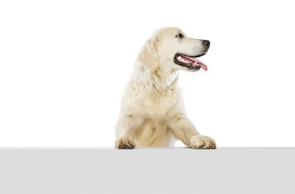 Retrato de meio comprimento de cão feliz, golden retriever posando isolado no fundo branco. Conceito de animal, animais de estimação, veterinário, amizade — Fotografia de Stock