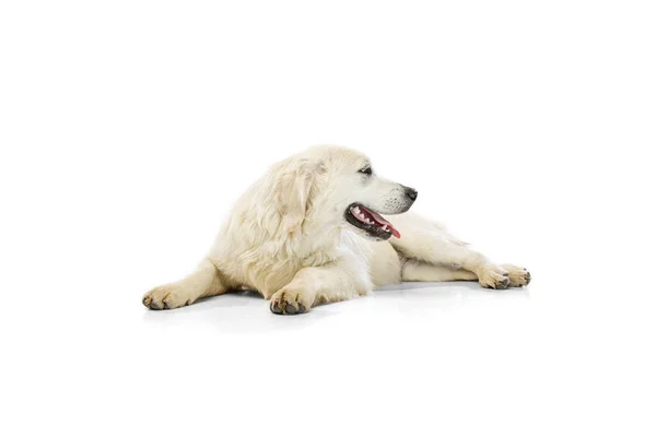 Prachtige golden retriever, rasechte hond liggend op de vloer geïsoleerd op witte achtergrond. Concept van dier, huisdieren, dierenarts, vriendschap — Stockfoto