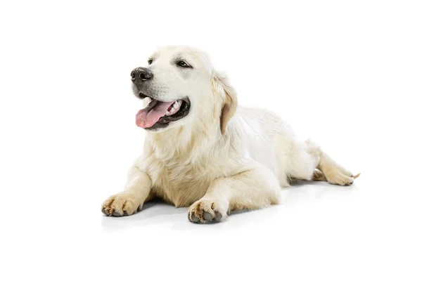Όμορφη χρυσή retriever, καθαρόαιμο σκυλί που βρίσκεται στο πάτωμα απομονώνονται σε λευκό φόντο. Έννοια του ζώου, κατοικίδια ζώα, κτηνίατρος, φιλία — Φωτογραφία Αρχείου