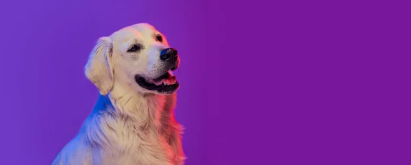 Um belo golden retriever, cão de raça pura posando isolado no fundo roxo em néon. Conceito de animal, animais de estimação — Fotografia de Stock