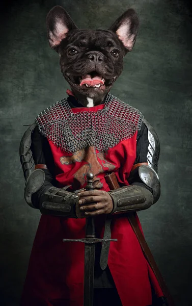 Neskutečné umělecké dílo se středověkým rytířem, válečník v čele psí hlavy v brnění izolovaném přes tmavé vinobraní. Porovnání éry, historie. Současná artcollage — Stock fotografie