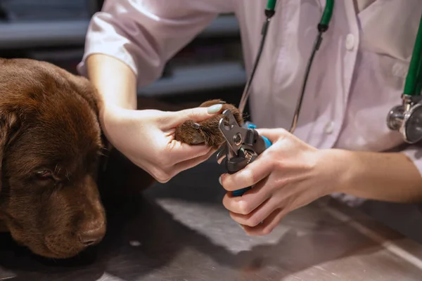 Στην κλινική βετεράνων. Πορτρέτο της νεαρής γυναίκας είδος, κτηνίατρος εξετάζει σοκολάτα λαμπραντόρ σε εσωτερικούς χώρους. Σύγχρονη ιατρική, φροντίδα κατοικίδιων ζώων, υγιεινό τρόπο ζωής, φροντίδα έννοια. — Φωτογραφία Αρχείου