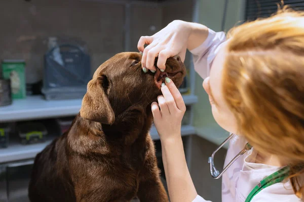 Κοντινό πλάνο. Νεαρή κοκκινομάλλα, κτηνίατρος εξετάζει τη σοκολάτα λαμπραντόρ στην κλινική βετεράνων, σε εσωτερικούς χώρους. Σύγχρονη ιατρική, φροντίδα κατοικίδιων ζώων, υγιεινό τρόπο ζωής, φροντίδα έννοια. — Φωτογραφία Αρχείου