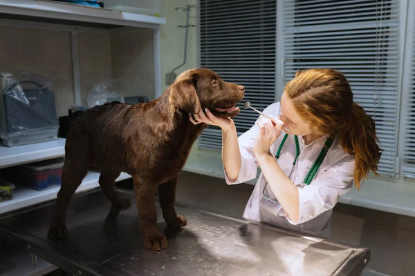 Porträtt av ung vacker kvinna, läkare, veterinär undersöka en hund, choklad labrador på veterinär klinik, inomhus. Medicin, husdjursvård, hälsosam livsstil, vård koncept. — Stockfoto