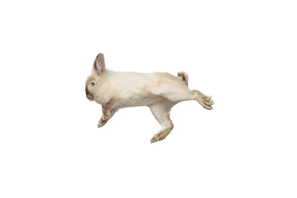 Ritratto di affascinante, peloso simpatico coniglio posa isolato su sfondo bianco studio. Concetto di vita animale domestico, animali domestici, amico, pasqua felice — Foto Stock