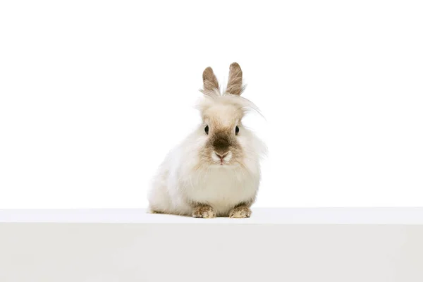 白いスタジオの背景に隔離された魅力的で毛皮のようなかわいいウサギのポージングの肖像画。家畜、ペット、友人、幸せなイースターの概念 — ストック写真