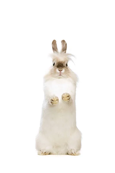 Retrato de encantador, peludo coelho bonito em pé sobre patas traseiras isolado no fundo do estúdio branco. Conceito de vida animal doméstica, animais de estimação, amigos, Páscoa feliz — Fotografia de Stock