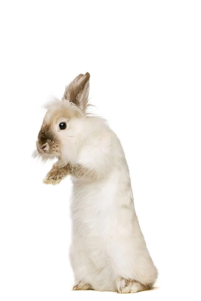 Portret van een charmant, harig schattig konijn op de rug poten geïsoleerd op witte studio achtergrond. Concept van het huisdieren leven, huisdieren, vriend, gelukkig Pasen — Stockfoto