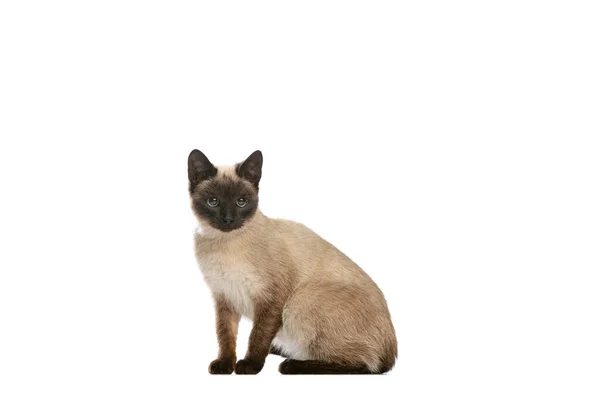 Full-length portrait of charming Thai cat with blue eyes posing isolated on white studio background. Concept of domestic animal life, pets, action — Stock Photo, Image