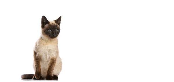 Полнометражный портрет очаровательной тайской кошки с голубыми глазами, позирующей изолированно на белом фоне студии. Жизнь домашних животных, домашние животные, действие — стоковое фото
