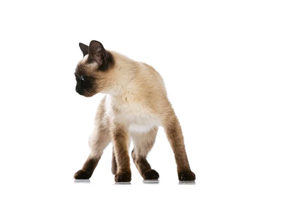 Full-length πορτρέτο της γοητευτικής γάτας της Ταϊλάνδης με μπλε μάτια θέτουν απομονωμένο σε λευκό φόντο στούντιο. Έννοια της ζωής των κατοικίδιων ζώων, κατοικίδια ζώα, δράση — Φωτογραφία Αρχείου