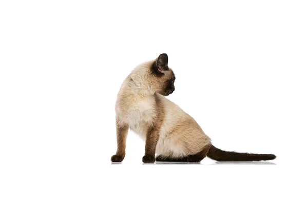 Ritratto a figura intera di affascinante gatto tailandese con gli occhi azzurri in posa isolato su sfondo bianco studio. Concetto di vita animale domestico, animali domestici, azione — Foto Stock