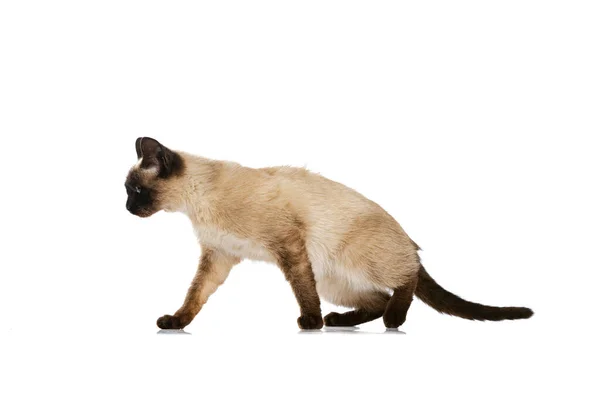 全长的迷人的泰国猫的肖像，蓝眼睛，在白色的工作室背景上显得孤立无援。家庭动物生命、宠物、行动的概念 — 图库照片