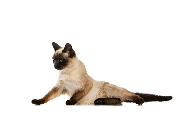 Full-length portrait of charming Thai cat with blue eyes posing isolated on white studio background. Concept of domestic animal life, pets, action — Stock Photo, Image