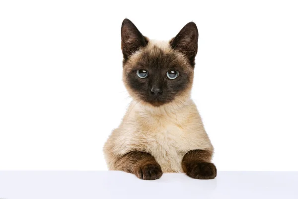 Close-up portrait of cute Thai cat with blue eyes looking at camera isolated on white studio background. Concept of domestic animal life, pets, action — Stock Photo, Image