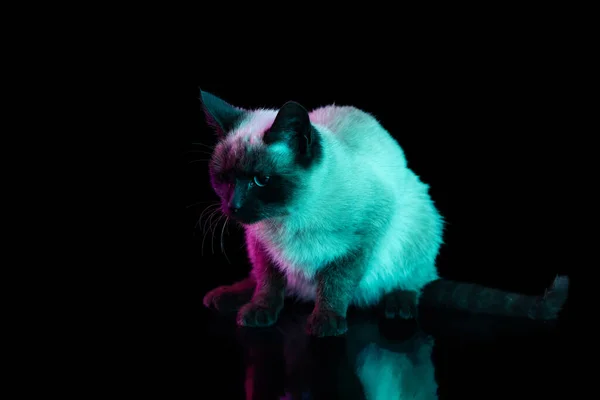 Retrato de comprimento total de belo gato tailandês com olhos azuis posando isolado no fundo escuro em luz de néon. Conceito de vida animal doméstica, animais de estimação, ação — Fotografia de Stock