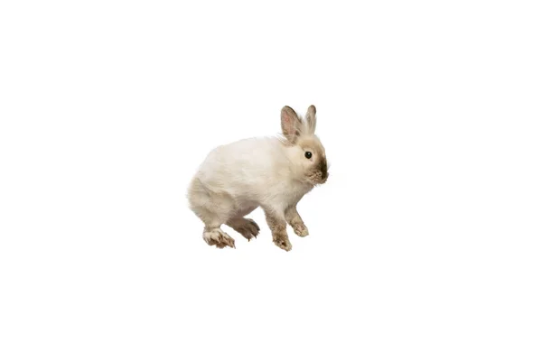 Porträtt av charmiga, lurviga söta kanin poserar isolerad på vit studio bakgrund. Begreppet tamdjur liv, husdjur, vän, glad påsk — Stockfoto