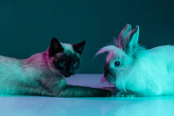 L'amitié. Portrait de beau chat thaïlandais et lapin à fourrure assis ensemble isolé sur fond vert sous la lumière du néon. Concept de vie animale domestique, animaux domestiques, action — Photo