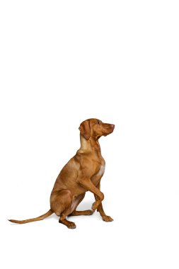 Beyaz arka planda izole edilmiş saf köpek pozu veren sevimli kahverengi Kurzhaar Drathaar 'ın stüdyo çekimi. Hayvan, hayvan, güzellik, cins, unvan kavramı
